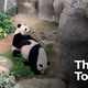 Illustration for article titled Giant Pandas Finally Mate After Being Married In Catholic Ceremony